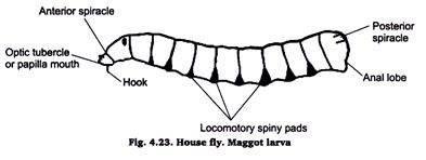 House Fly. Maggot Larva
