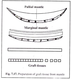 Preparation of Graft Tissue from Mantle
