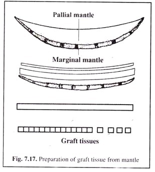 Preparation of Graft Tissue from Mantle