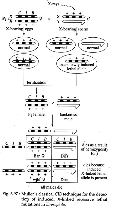 Muller's Classical CIB Technique