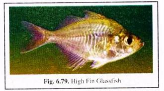 High Fin Glassfish