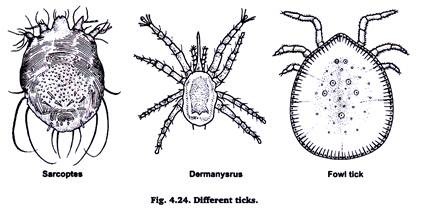 Different Ticks