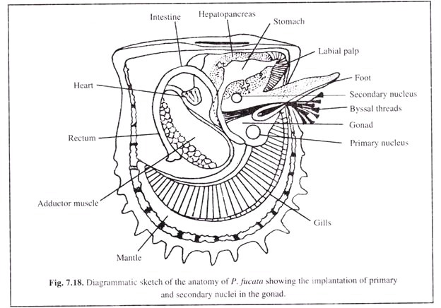 Diagrammatic Sketch of the Anatomy of P.Fucata