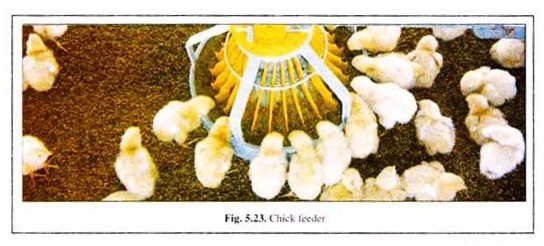 Chick Feeder 