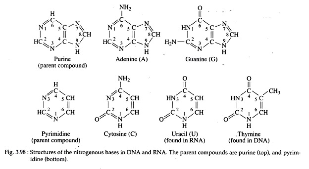 Structures of the Nitrogenous Bases in DNA and RNA