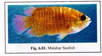 Malabar Sunfish
