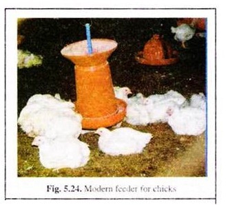 Modern Feeder for Chicks 