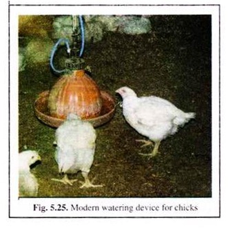 Modern Watering Device for Chicks 