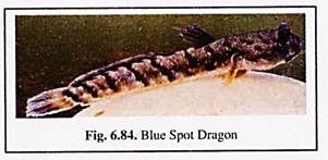 Blue Spot Dragon