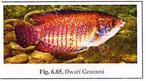 Dwarf Gourami