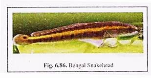 Bengal Snakehead