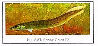 Spring Green Eel