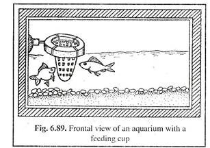 Frontal View of an Aquarium with a Feeding Cup 