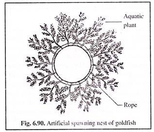 Artificial Spawning Nest of Goldfish 