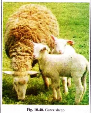 List of 35 Popular Indian Breeds of Sheep