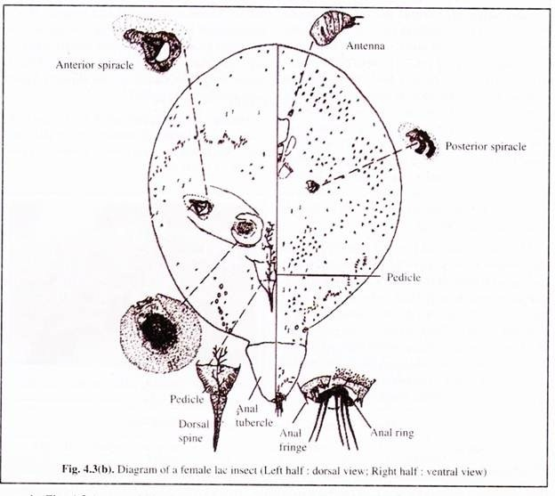 Diagram of a Female Lac Insect