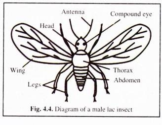 Diagram of a Male Lac Insect
