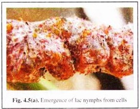 Emergence of Lac Nymphs from Cells