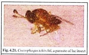 Coccophaqus Tchirchii, A Parasite of Lac Insect