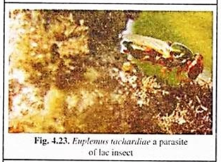 Euplemus Tachardiae, A Parasite of Lac Insect