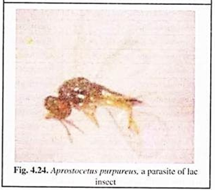 Aprostocetus Purpureus, A Parasite of Lac Insect