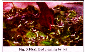 Bed Cleaning by Net 