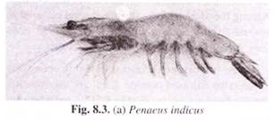 Penaeus indicus 