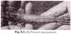 Penaeus merguiensis