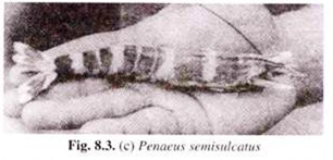 Penaeus semisulcatus 