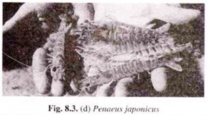 Penaeus japonicus 
