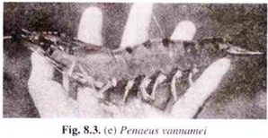 Penaeus vannamei 