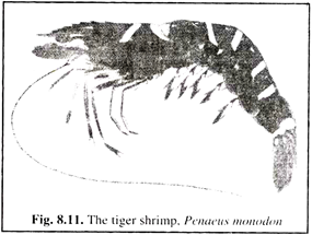 Tiger Shrimp, Penaeus Monodon 