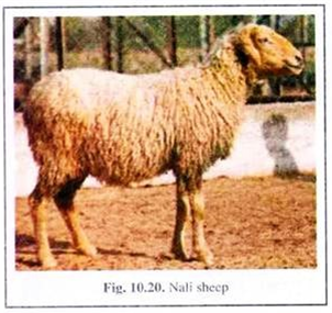 Nali Sheep