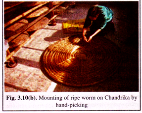 Mounting of Ripe Worm on Chandrika by Hand-Picking 