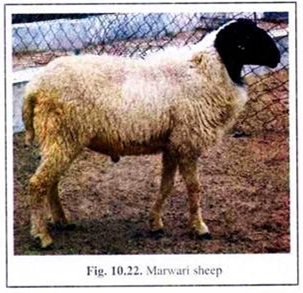 Marwari Sheep