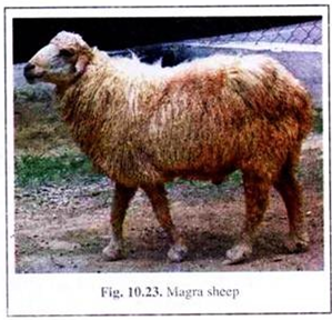 Magra Sheep