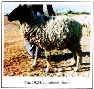  Jaisalmeri Sheep 