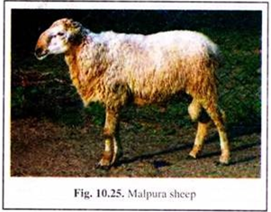  Malpura Sheep