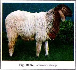 Patanwadi Sheep
