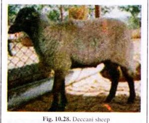 Deccani Sheep