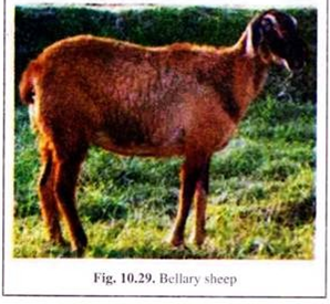 Bellary Sheep