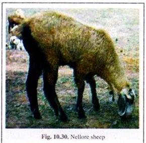  Nellore Sheep