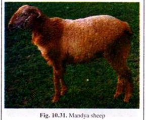 Mandya Sheep