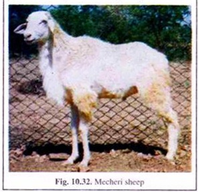 Mecheri Sheep