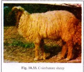 Coimbatore Sheep