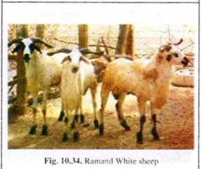 Ramand White Sheep