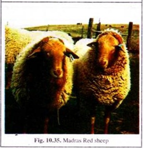 Madras Red Sheep