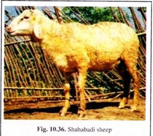  Shahabadi Sheep