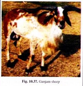  Ganjam  Sheep 