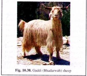 Gaddi (Bhadarwah) Sheep 